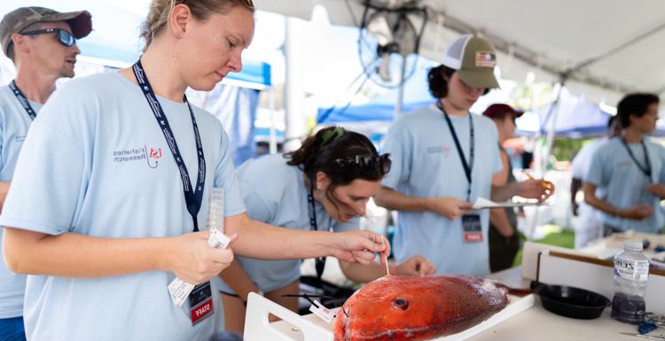 University of South Alabama marine science students take fish samples at the Alabama Deep Sea Fishing Rodeo to study reproductive dynamics and basic life history. 